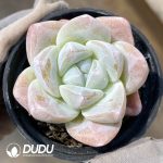 Echeveria Jade Butterfly