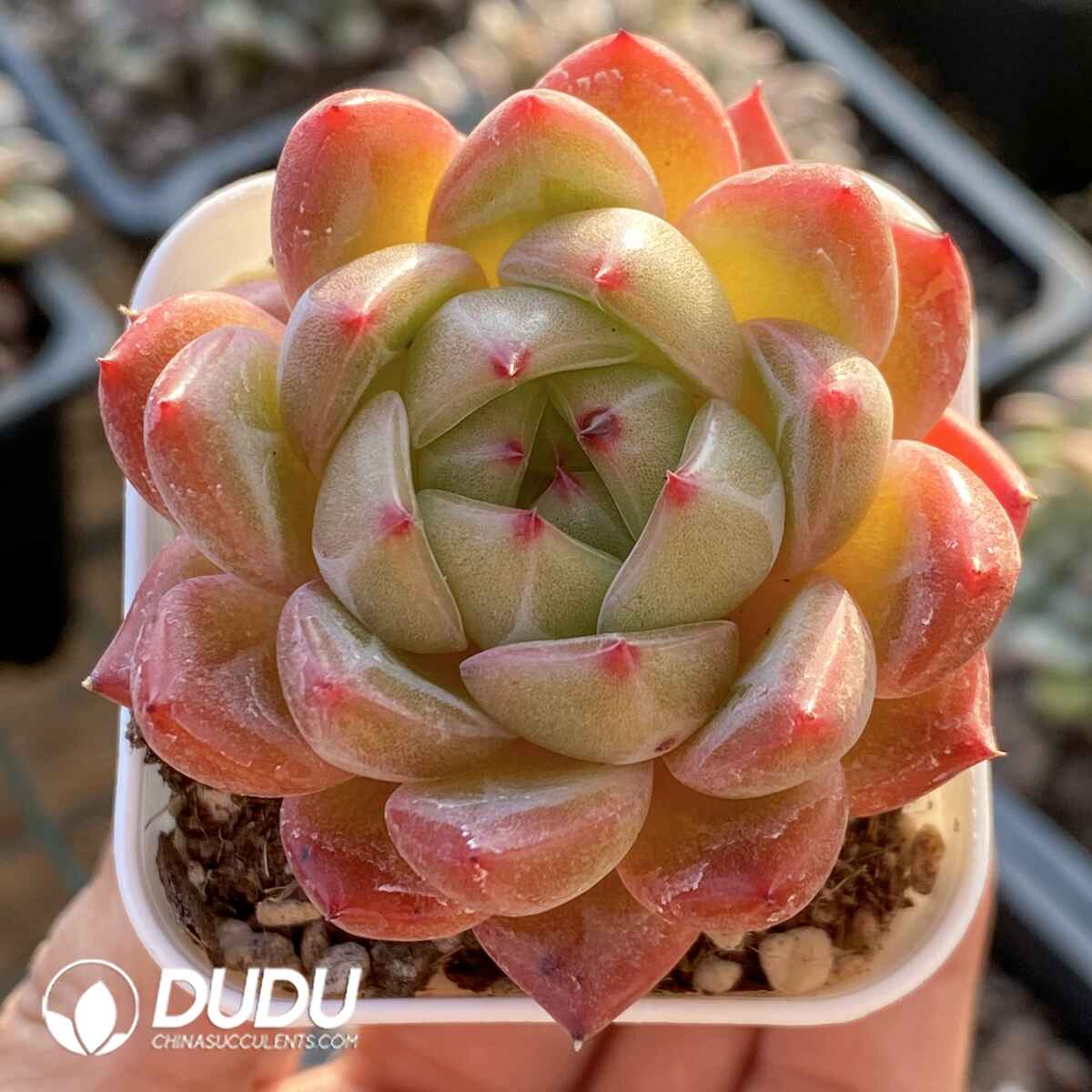 e201-8.jpg Echeveria Baguio Hybrid - Image 1