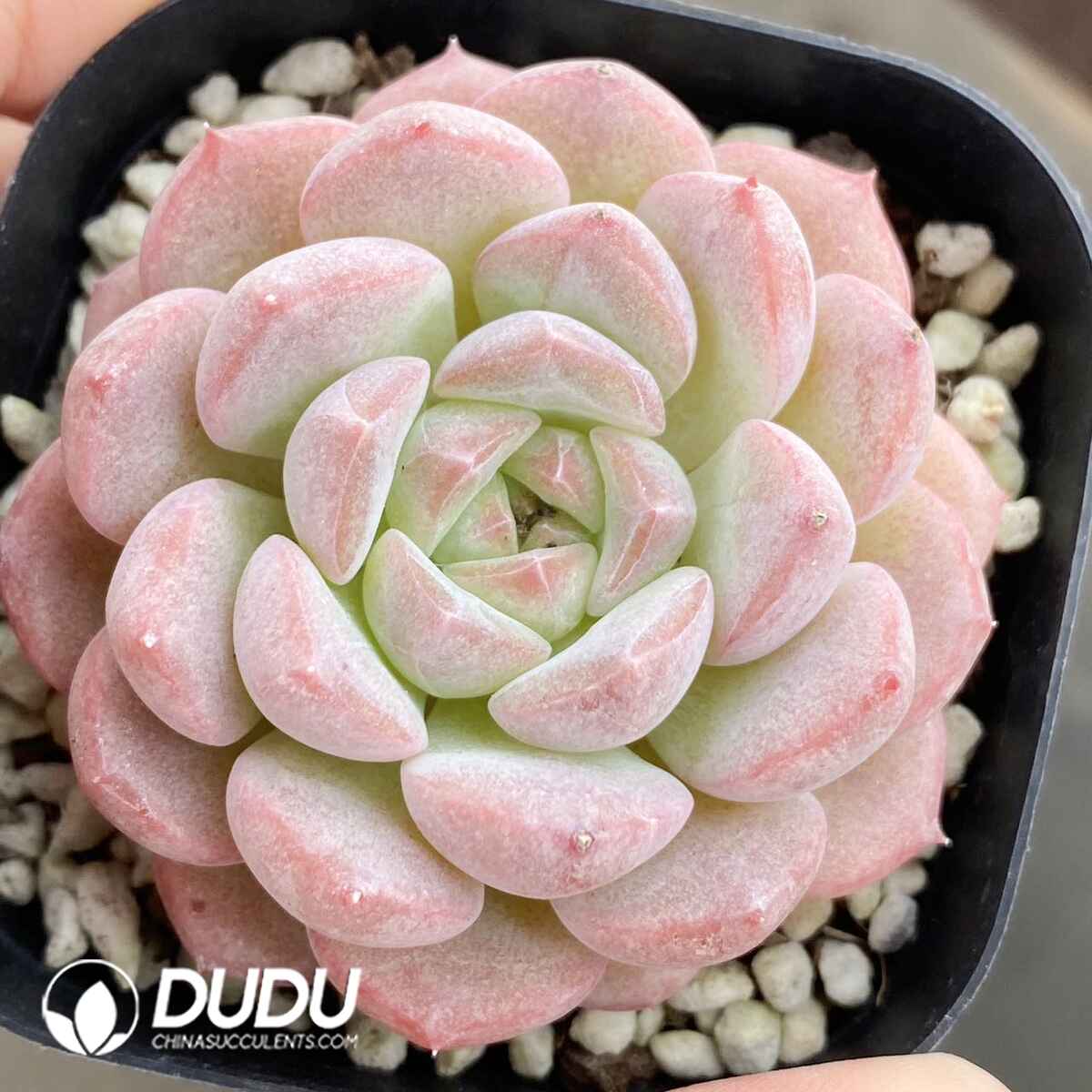 e201-80.jpg Echeveria Dream Barbie - Image 1