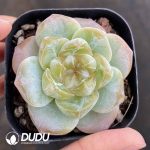 Echeveria Sweet Heart Dream