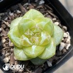 Echeveria Coral Island