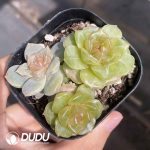 Echeveria Color Lover Cluster