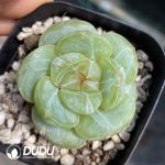 Echeveria Sugar Heart 0011