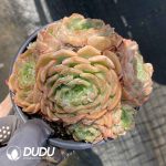 Echeveria Crystal Melt Cluster