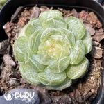 Echeveria White Lover