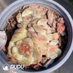 Echeveria Red Lover Cluster