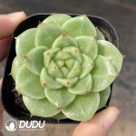 Echeveria Sugar Heart Y126