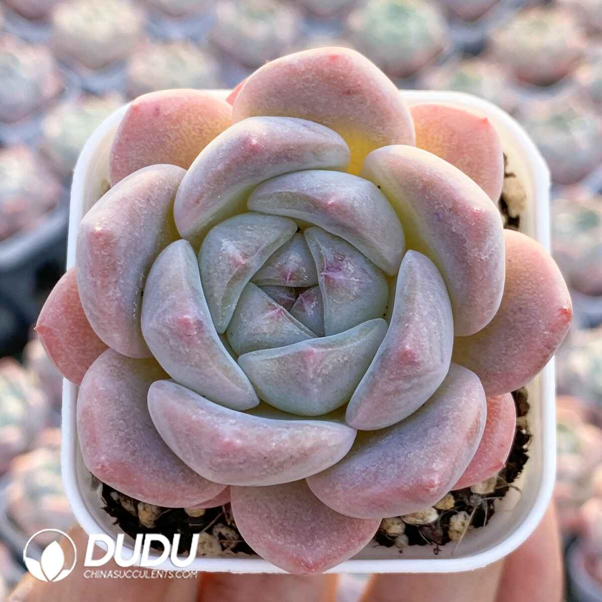 e201-9.jpg Echeveria Dream - Image 1