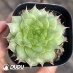 Echeveria Sugar Heart K048