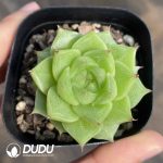 Echeveria Sugar Heart M-10