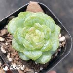 Echeveria Sugar Heart 5001