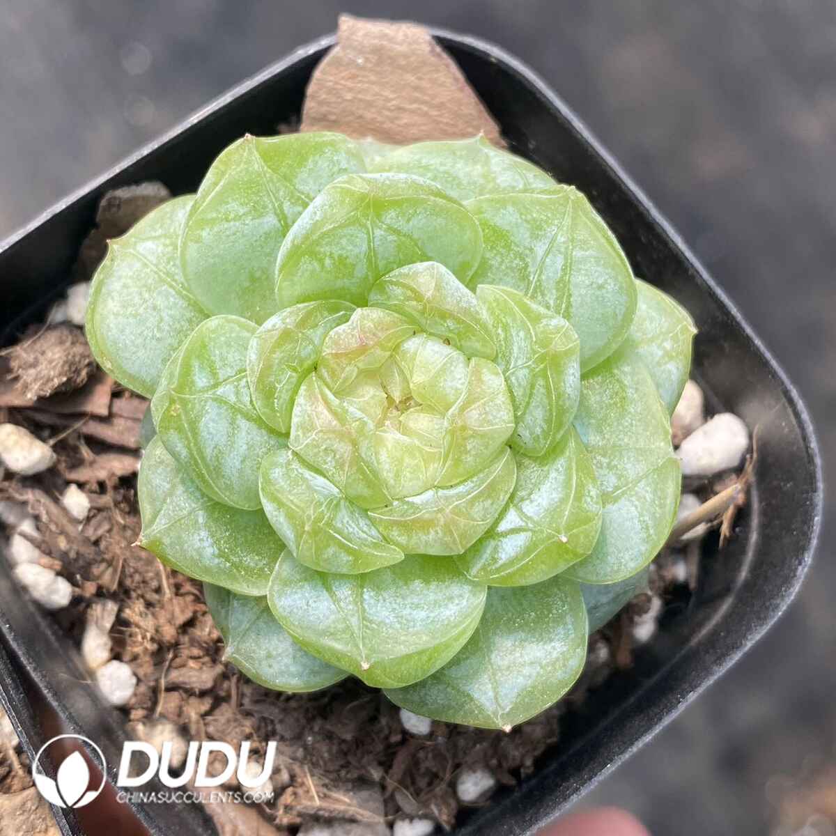 e201-92.jpg Echeveria Sugar Heart 5001 - Image 1