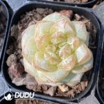 Echeveria Pine Flower