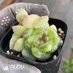 Echeveria Sweet Heart Clusting