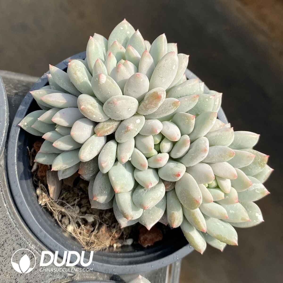 e201-96.jpg Echeveria Ice Cream Cluster - Image 1