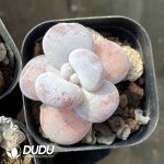 Echeveria Snow Beauty