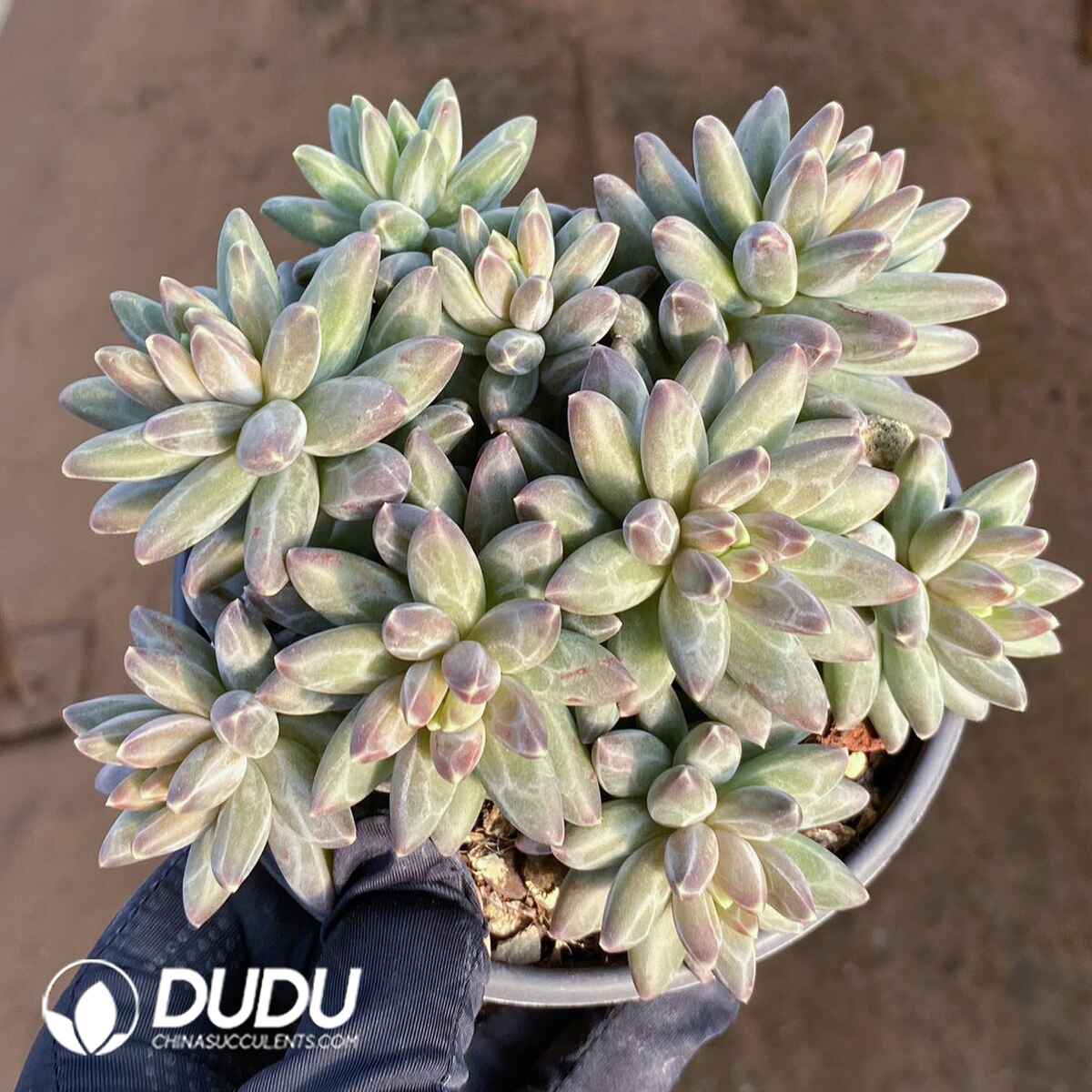 e201-98.jpg Pachyphytum Icarus Cluster - Image 1