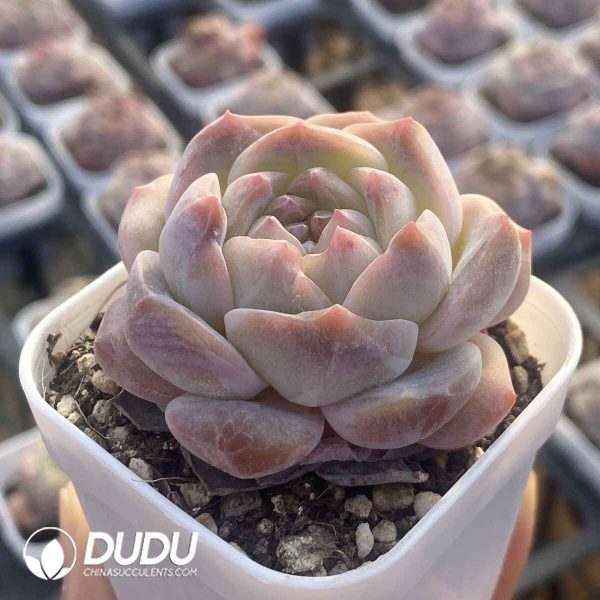 Echeveria Sugar Heart - Image 2