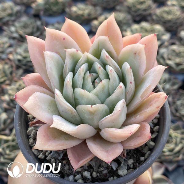 Echeveira Lovesickness - Image 2