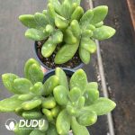 Pachyphytum Mango Milk Cluster - Image 2