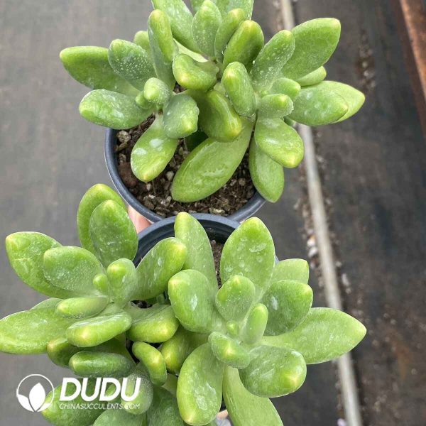 Pachyphytum Mango Milk Cluster - Image 2