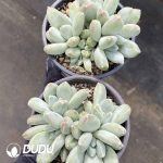 Pachyphytum Tricolor Beauty Cluster - Image 2