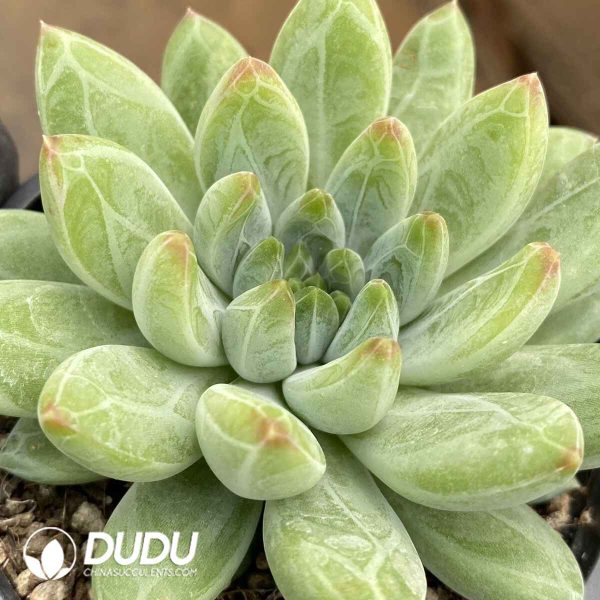 Pachyphytum Jasper - Image 2