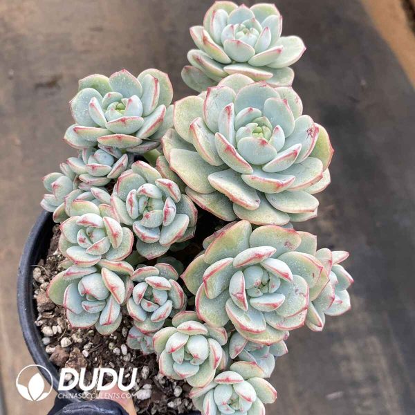 Echeveria Vanilla Clustering - Image 2