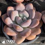Echeveria Laurel - Image 2