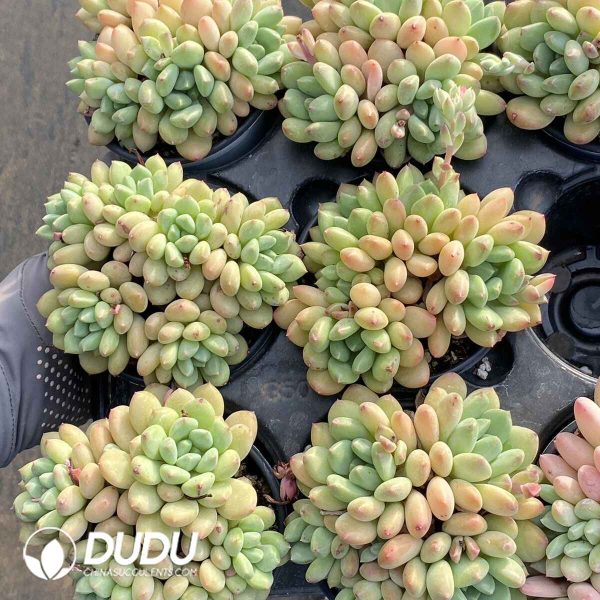 Echeveria Zelda's Princess 5 heads - Image 2