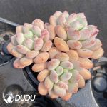 Echeveria Zalda Princess - Image 2