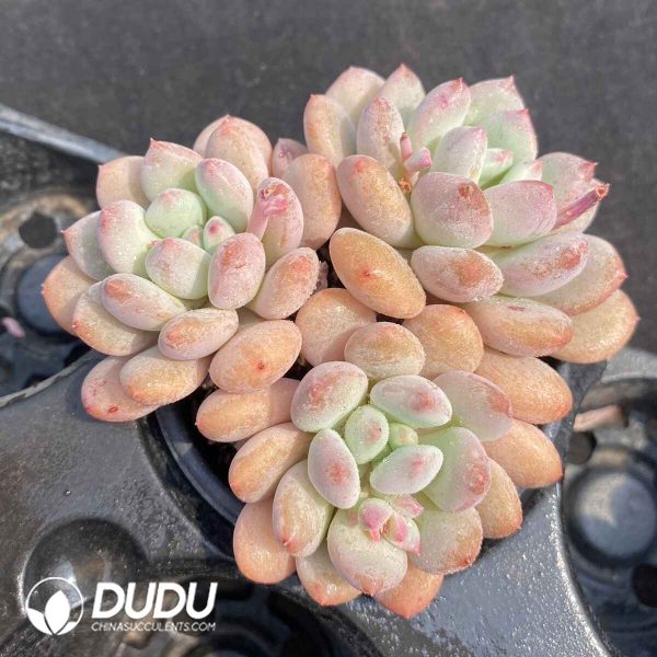 Echeveria Zalda Princess - Image 2