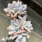 Echeveria Pink Rabbit Clusting - Image 2
