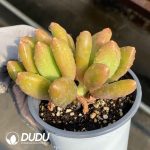 Echeveria Golden Cicada Double Head - Image 2