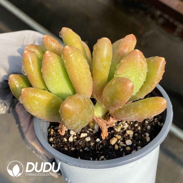 Echeveria Golden Cicada Double Head - Image 2