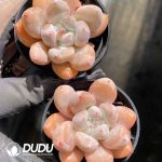 Echeveria Frevel - Image 2