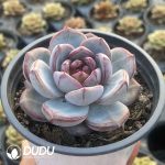 Echeveria Forever - Image 2