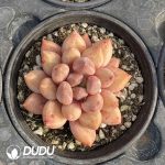 Echeveria Goldfish Hime - Image 2