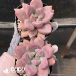 Echeveria Peach Blossom - Image 2