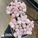 Echeveria Graptopetalum amethystinum 5 Heads - Image 2