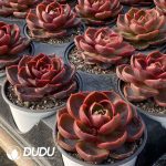 Echeveria Red Light - Image 2