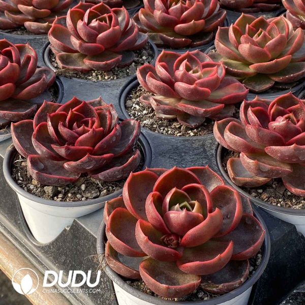 Echeveria Red Light - Image 2