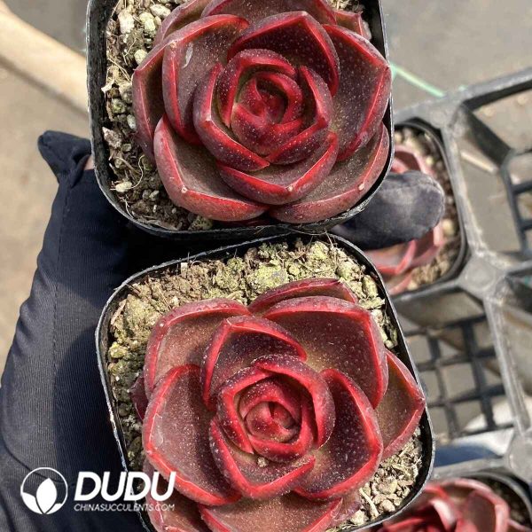 Echeveria Red Light - Image 2