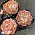 Echeveria Sauvignon - Image 2