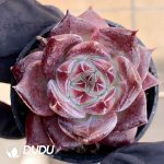 Echeveria 23m154 - Image 2