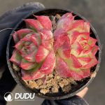 Echeveria Dream Queen - Image 2