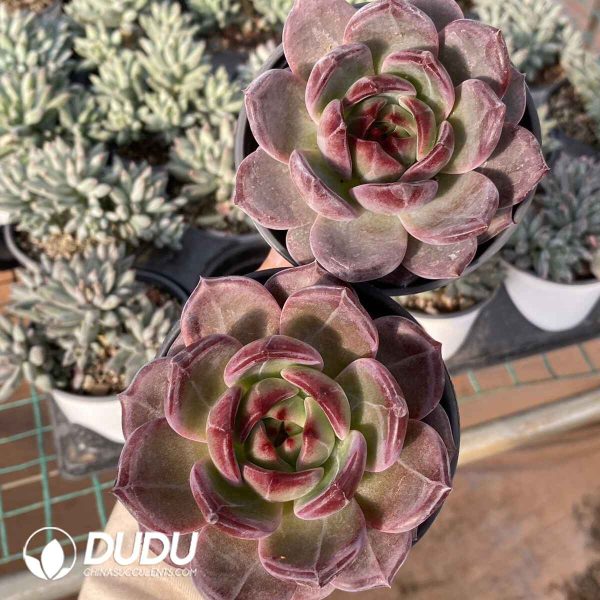 Echeveria Daredevil - Image 2