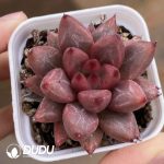 Echeveria Red Soul - Image 2