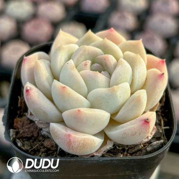 Echeveria Tipsy Bloom - Image 2