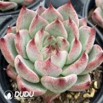 Echeveria Wedding Ring - Image 2